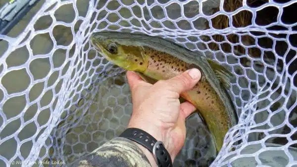 Salmon