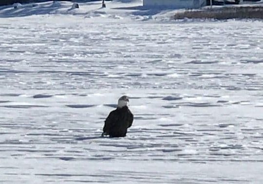 Bald Eagle on the lake in Greenville , ME