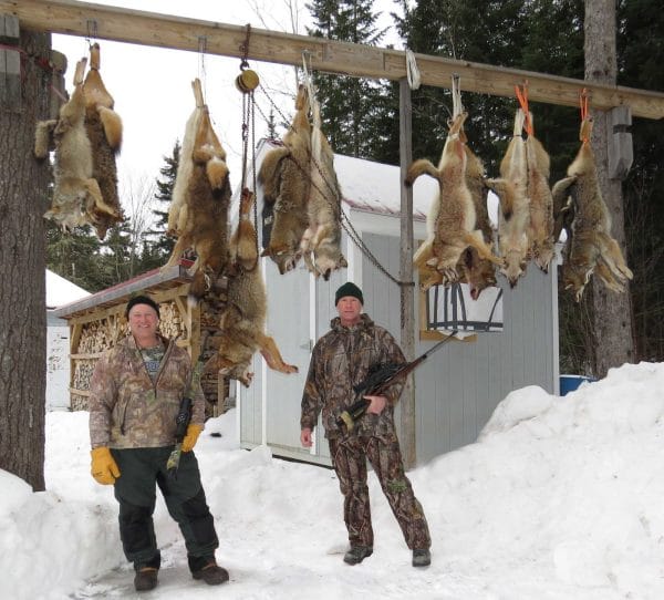 Winter coyote hunting