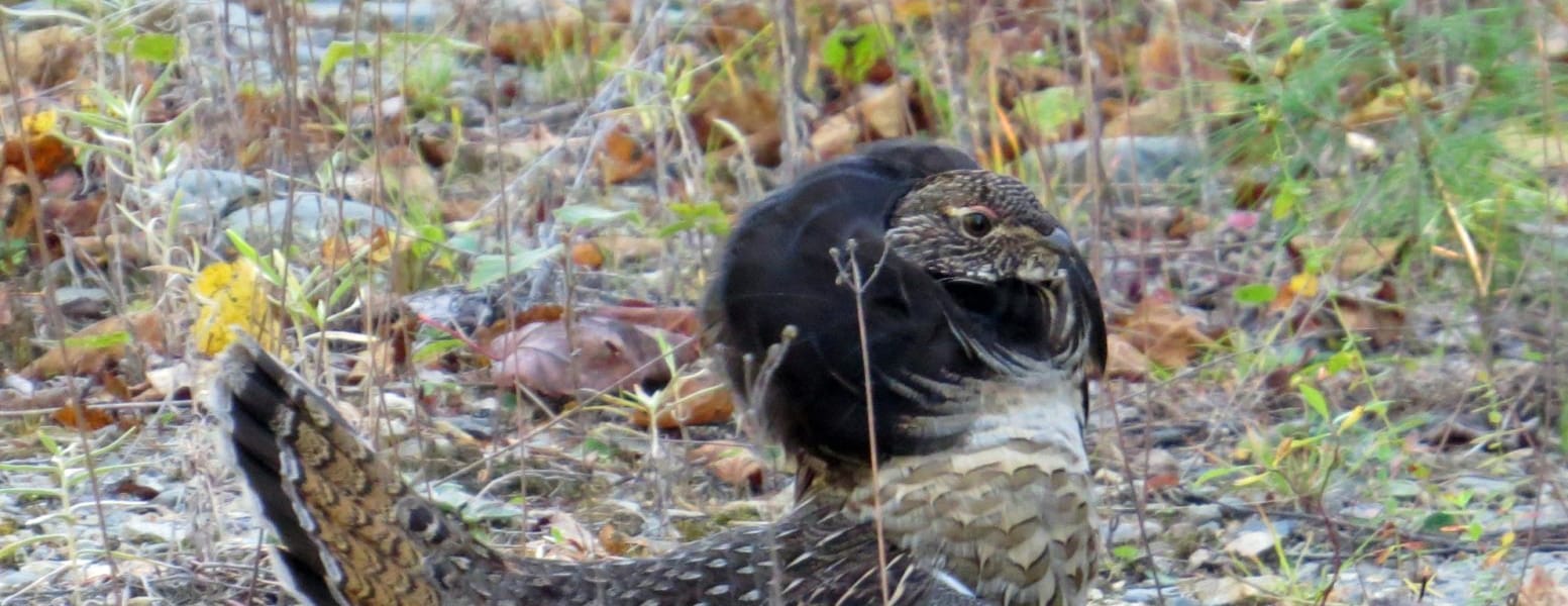 Ruffed Grouse